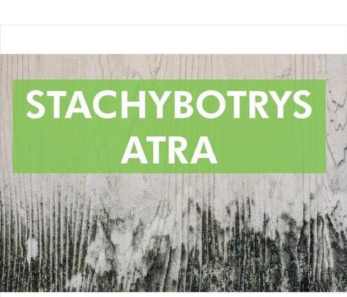 Black mold growth on wall STACHYBOTRYS ATRA